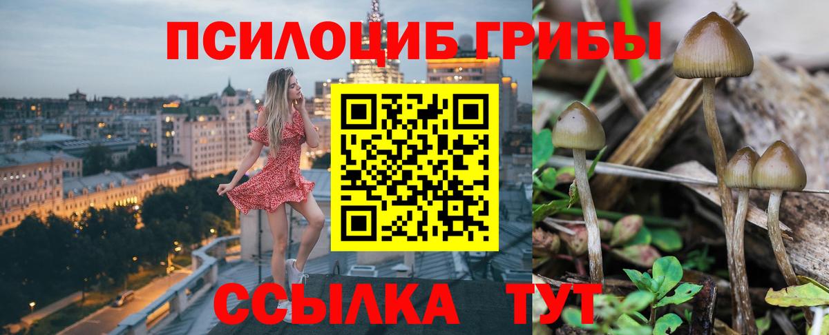 Псилоцибиновые грибы Psilocybe Лабытнанги